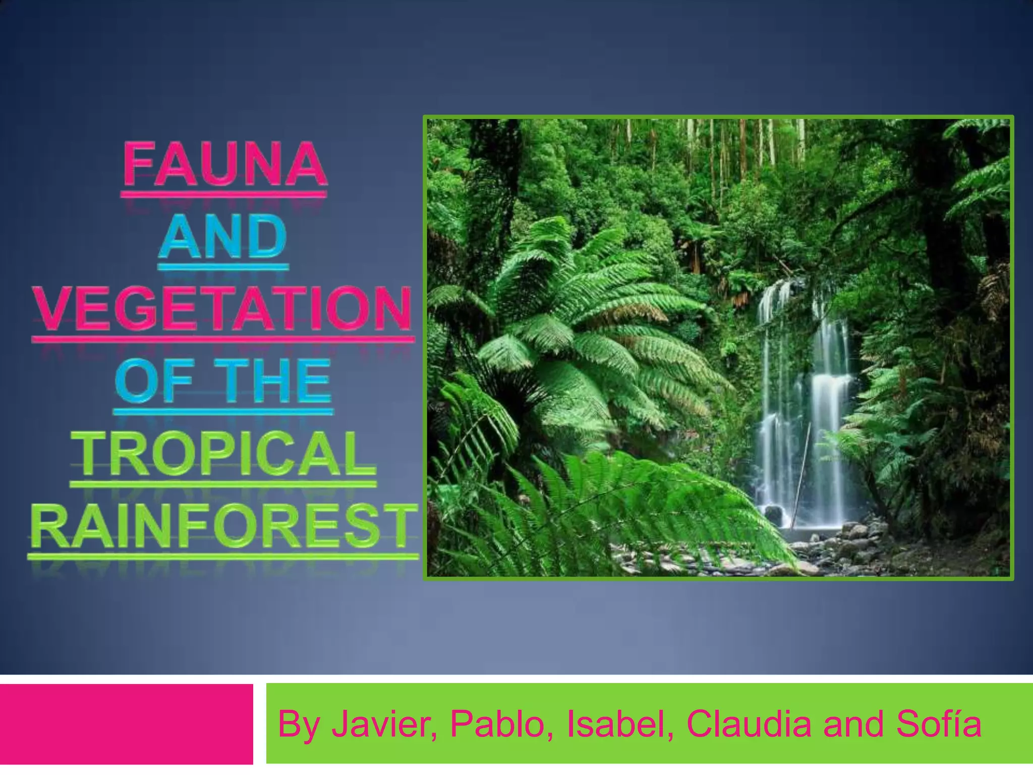 Fauna and vegetation of a tropical rainforest | PPT