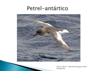 Victor Cabral - Áula de Português UNI3
Almafuerte
 