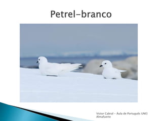 Victor Cabral - Áula de Português UNI3
Almafuerte
 