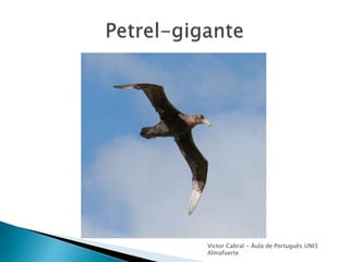 Victor Cabral - Áula de Português UNI3
Almafuerte
 