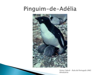 Victor Cabral - Áula de Português UNI3
Almafuerte
 