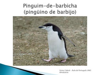 Victor Cabral - Áula de Português UNI3
Almafuerte
 