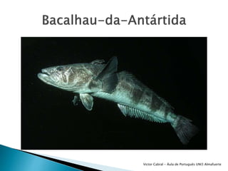 Victor Cabral - Áula de Português UNI3 Almafuerte
 