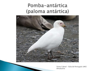 Victor Cabral - Áula de Português UNI3
Almafuerte
 