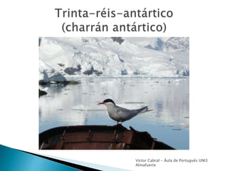 Victor Cabral - Áula de Português UNI3
Almafuerte
 