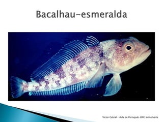 Victor Cabral - Áula de Português UNI3 Almafuerte
 