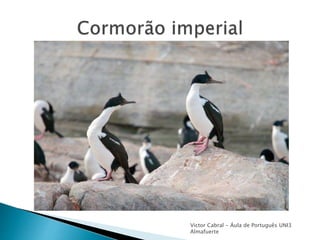 Victor Cabral - Áula de Português UNI3
Almafuerte
 