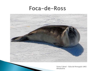 Victor Cabral - Áula de Português UNI3
Almafuerte
 