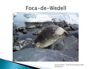 Victor Cabral - Áula de Português UNI3
Almafuerte
 