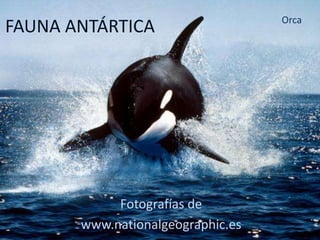 Orca
FAUNA ANTÁRTICA




            Fotografías de
       www.nationalgeographic.es
 