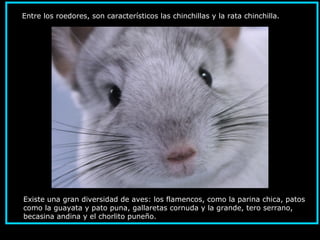 Entre los roedores, son característicos las chinchillas y la rata chinchilla.
Existe una gran diversidad de aves: los flamencos, como la parina chica, patos
como la guayata y pato puna, gallaretas cornuda y la grande, tero serrano,
becasina andina y el chorlito puneño.
 