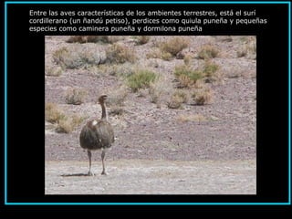 Entre las aves características de los ambientes terrestres, está el surí
cordillerano (un ñandú petiso), perdices como quiula puneña y pequeñas
especies como caminera puneña y dormilona puneña
 