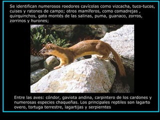 Se identifican numerosos roedores cavícolas como vizcacha, tuco-tucos,
cuises y ratones de campo; otros mamíferos, como comadrejas ,
quirquinchos, gato montés de las salinas, puma, guanaco, zorros,
zorrinos y hurones;
.
Entre las aves: cóndor, gaviota andina, carpintero de los cardones y
numerosas especies chaqueñas. Los principales reptiles son lagarto
overo, tortuga terrestre, lagartijas y serpierntes
 