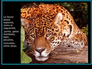 La fauna
posee
especies,
como el
yaguareté,
puma, gatos
monteses,
tapir,
pecaríes,
corzuelas,
entre otras.
.
 