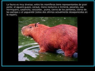 La fauna es muy diversa; entre los mamíferos tiene representantes de gran
porte: el aguará guazú, carayá, mono nocturno o mirikiná, pecaríes, oso
hormiguero, carpincho, corzuelas , puma, ciervo de los pantanos, ciervo de
las pampas y el yaguareté (estos dos últimos actualmente desaparecidos en
la región).
 