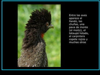 Entre las aves
aparece el
ñandú, las
chuñas, una
pava de monte
(el moitú), el
tataupá listado,
el carpintero
copete rojizo y
muchas otras.
 