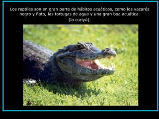 Los reptiles son en gran parte de hábitos acuáticos, como los yacarés
negro y ñato, las tortugas de agua y una gran boa acuática
(la curiyú).
 