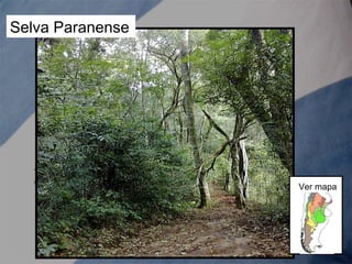 Selva Paranense
Ver mapa
 