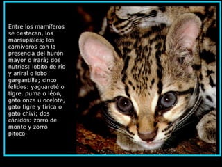 Entre los mamíferos
se destacan, los
marsupiales; los
carnívoros con la
presencia del hurón
mayor o irará; dos
nutrias: lobito de río
y ariraí o lobo
gargantilla; cinco
félidos: yaguareté o
tigre, puma o léon,
gato onza u ocelote,
gato tigre y tirica o
gato chiví; dos
cánidos: zorro de
monte y zorro
pitoco;
 