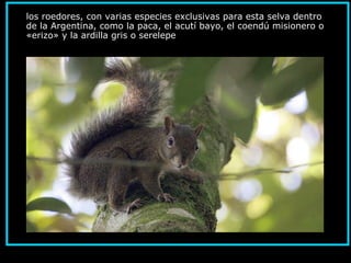 los roedores, con varias especies exclusivas para esta selva dentro
de la Argentina, como la paca, el acutí bayo, el coendú misionero o
«erizo» y la ardilla gris o serelepe.
 