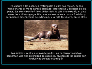 En cuanto a las especies restringidas a esta eco-región, deben
mencionarse el mono carayá colorado, loro charao y coludito de los
pinos, los tres característicos de las Selvas con pino Paraná; el pato
serrucho y el lobo gargantilla, ambos asociados a cursos fluviales y
seriamente amenazados de extinción, y la rata tacuarera, entre otros.
Los anfibios, reptiles, e invertebrados, en particular insectos,
presentan una rica diversidad de especies, muchas de las cuales son
exclusivas de esta eco-región
 