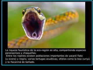 La riqueza faunística de la eco-región es alta, compartiendo especies
paranaenses y chaqueñas.
Entre los reptiles existen poblaciones importantes de yacaré ñato
(u overo) y negro; varias tortugas acuáticas; ofidios coma la boa curiyú
y la ñacaniná de bañado.
 