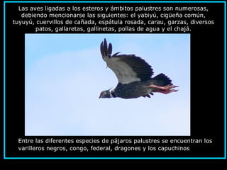 Las aves ligadas a los esteros y ámbitos palustres son numerosas,
debiendo mencionarse las siguientes: el yabiyú, cigüeña común,
tuyuyú, cuervillos de cañada, espátula rosada, carau, garzas, diversos
patos, gallaretas, gallinetas, pollas de agua y el chajá.
Entre las diferentes especies de pájaros palustres se encuentran los
varilleros negros, congo, federal, dragones y los capuchinos
 