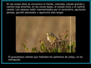 En las zonas altas se encuentra el ñandú, colorada, coludo grande y
cachilo ceja amarilla; en las zonas bajas, el coludo chico y el cachilo
canela. Las rapaces están representadas por el caracolero, aguilucho
pampa, gavilán planeador y aguilucho alas largas
El guacamayo celeste que habitaba los palmares de yatay, se ha
extinguido.
 