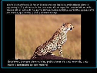 Entre los mamíferos se hallan poblaciones de especies amenazadas como el
aguará-guazú y el ciervo de los pantanos. Otras especies características de la
región son el lobito de río, zorro pampa, hurón mediano, carpincho, coipo, zorro
del monte, guazuncho o birá y el mono carayá.
Subsisten, aunque disminuidas, poblaciones de gato montés, gato
moro y tamandúa (u oso melero).
 