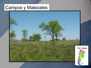 Campos y Malezales
Ver mapa
 