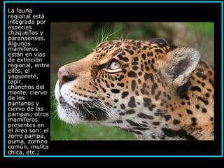 La fauna
regional está
integrada por
especies
chaqueñas y
paranaenses.
Algunos
mamíferos
están en vías
de extinción
regional, entre
ellos, el
yaguareté,
tapir,
chanchos del
monte, ciervo
de los
pantanos y
ciervo de las
pampas; otros
mamíferos
presentes en
el área son: el
zorro pampa,
puma, zorrino
común, mulita
chica, etc.;
 