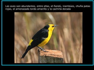 Las aves son abundantes, entre ellas, el ñandú, inambúes, chuña patas
rojas, el amenazado tordo amarillo y la cachirla dorada
 
