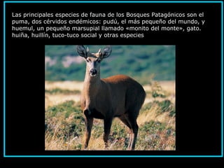 Las principales especies de fauna de los Bosques Patagónicos son el
puma, dos cérvidos endémicos: pudú, el más pequeño del mundo, y
huemul, un pequeño marsupial llamado «monito del monte», gato.
huiña, huillín, tuco-tuco social y otras especies
 