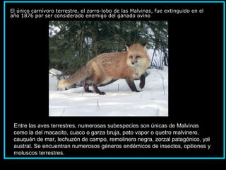 El único carnívoro terrestre, el zorro-lobo de las Malvinas, fue extinguido en el
año 1876 por ser considerado enemigo del ganado ovino
Entre las aves terrestres, numerosas subespecies son únicas de Malvinas
como la del macacito, cuaco o garza bruja, pato vapor o quetro malvinero,
cauquén de mar, lechuzón de campo, remolinera negra, zorzal patagónico, yal
austral. Se encuentran numerosos géneros endémicos de insectos, opiliones y
moluscos terrestres.
 