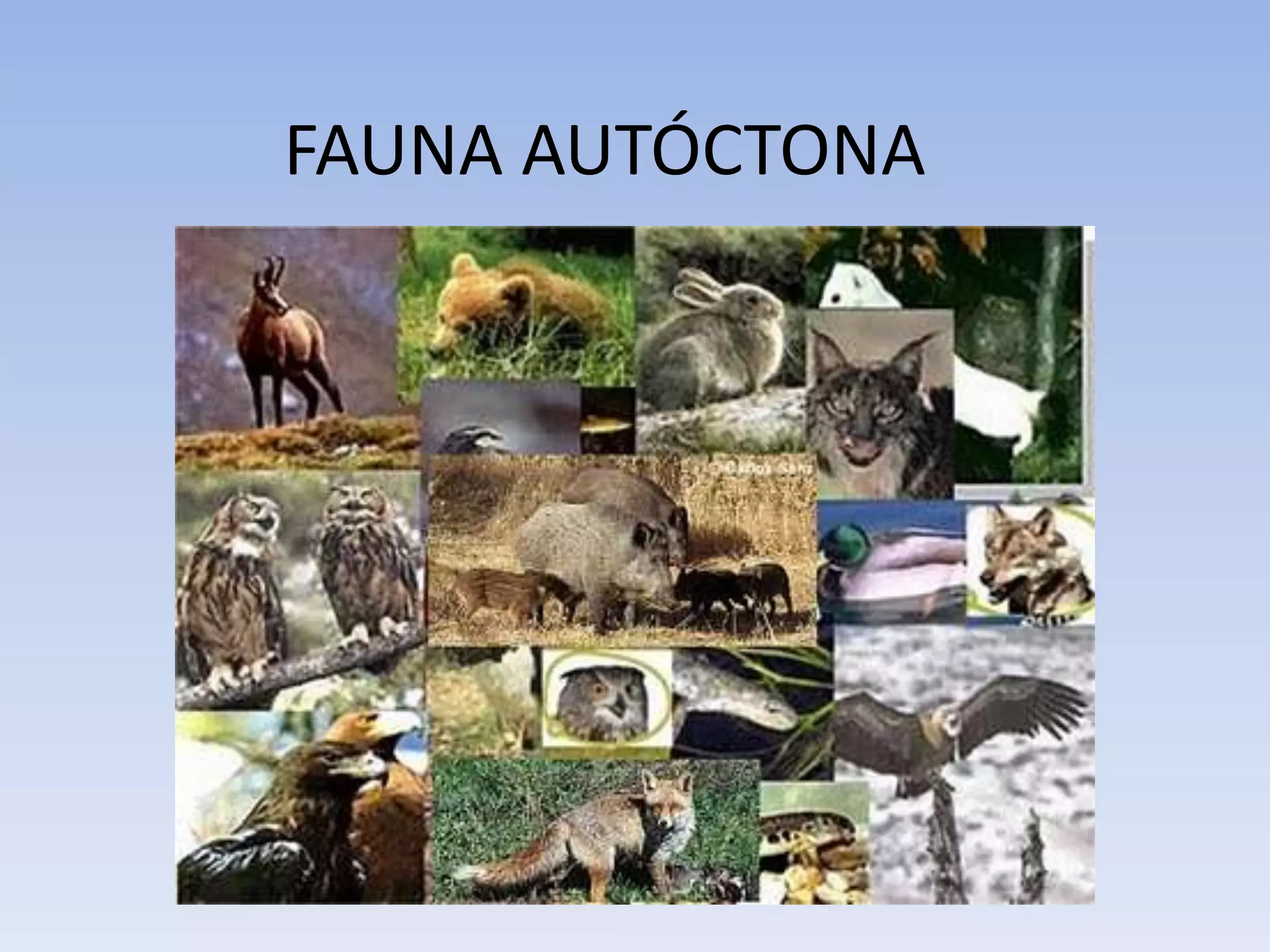 FAUNA AUTÓCTONA
