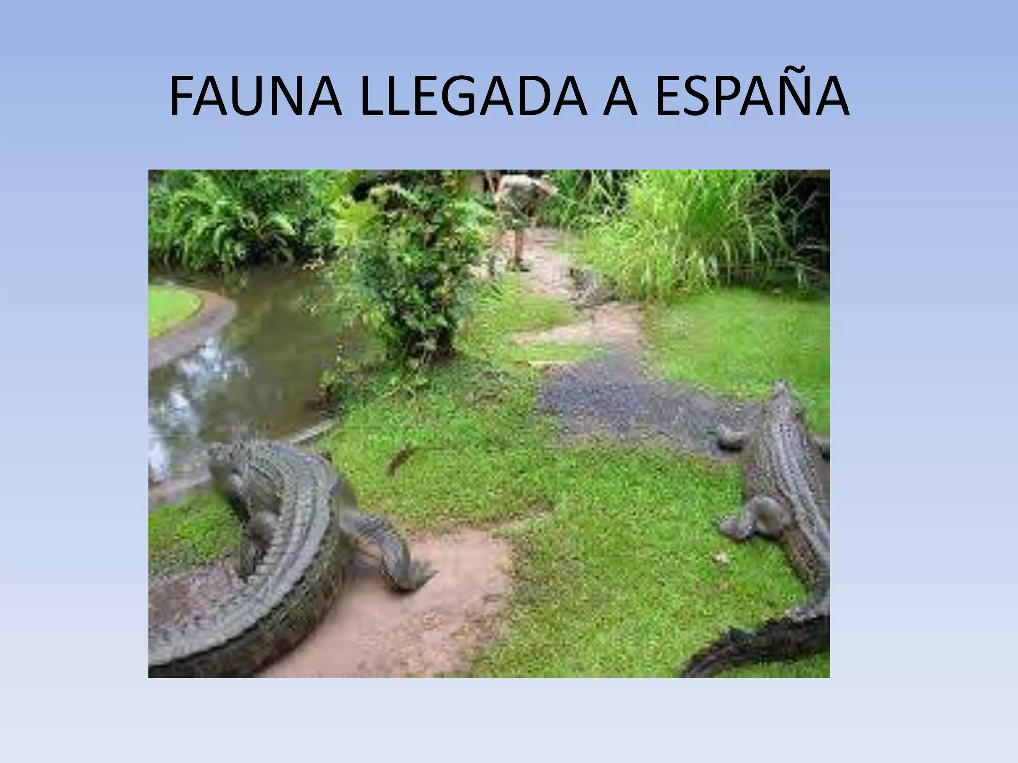 FAUNA LLEGADA A ESPAÑA