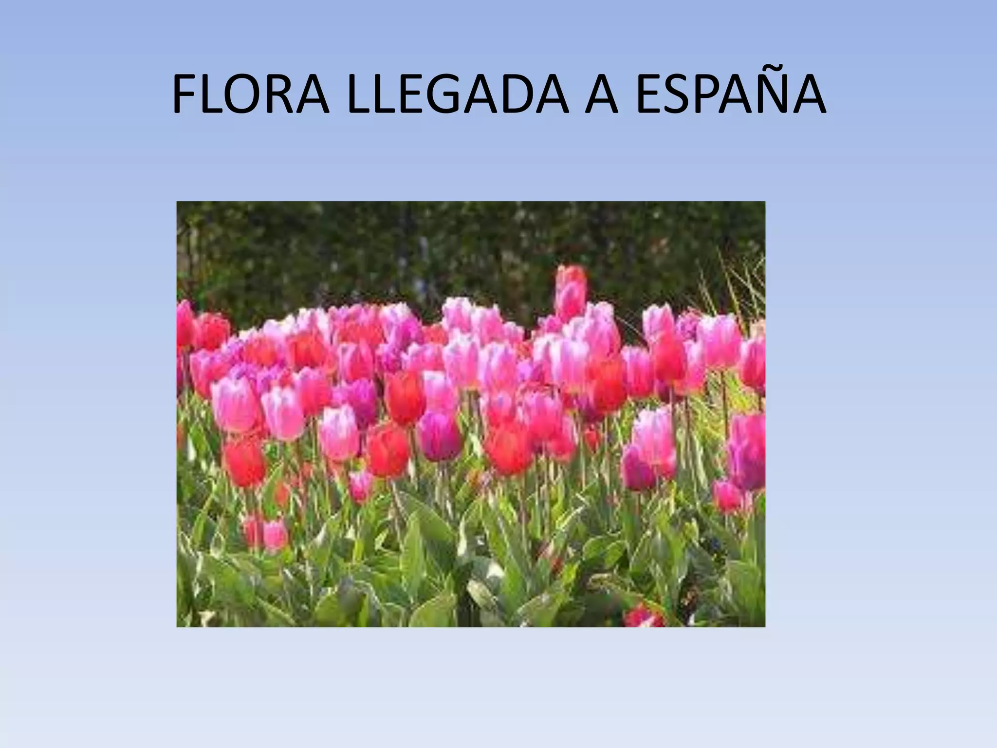 FLORA LLEGADA A ESPAÑA