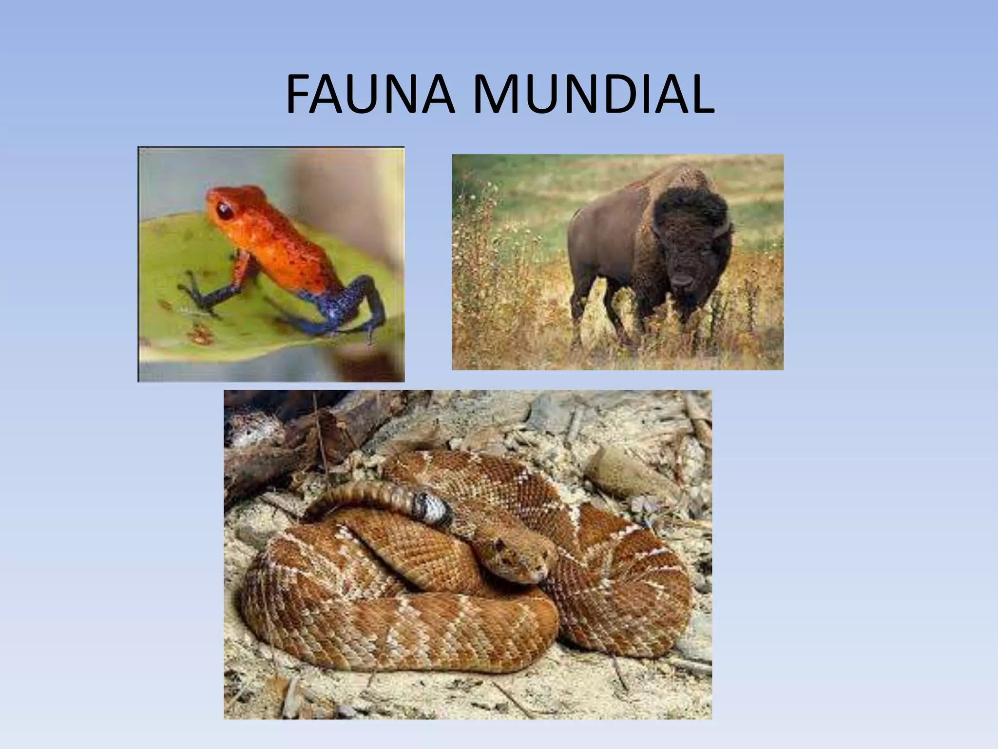 FAUNA MUNDIAL