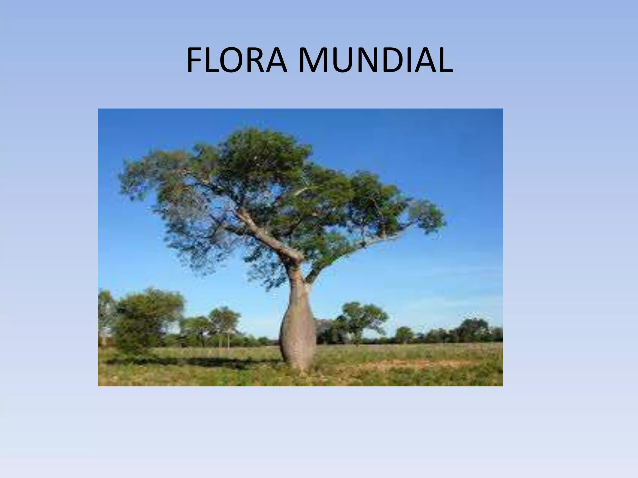 FLORA MUNDIAL