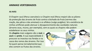 ANIMAIS VERTEBRADOS
AS AVES
O Chapim–azul (Parus caerulea) e o Chapim-real (Parus major) são os pilares
da protecção das árvores de fruto contra o bichado da fruta (vermes das
maçãs, das pêras e das ameixas) e os afídeos (vulgo pulgões). Só a existência de
ninhos artificiais pode atenuar o desaparecimento das cavidades naturais
(árvores ocas, muros, por exemplo), sem os quais os chapins não podem
estabelecer os seus ninhos.
Os chapins mais vulgares são o real, o
azul e o preto. A sua especialidade é
procurar os insectos nas fendas e na
casca dos ramos das árvores. Por isso
há quem pense (erradamente) que
eles comem os frutos das árvores.
 