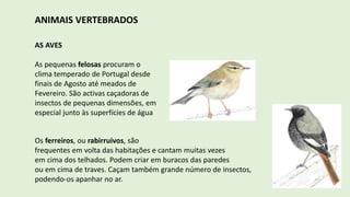 ANIMAIS VERTEBRADOS
AS AVES
As pequenas felosas procuram o
clima temperado de Portugal desde
finais de Agosto até meados de
Fevereiro. São activas caçadoras de
insectos de pequenas dimensões, em
especial junto às superfícies de água
Os ferreiros, ou rabirruivos, são
frequentes em volta das habitações e cantam muitas vezes
em cima dos telhados. Podem criar em buracos das paredes
ou em cima de traves. Caçam também grande número de insectos,
podendo-os apanhar no ar.
 