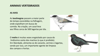 ANIMAIS VERTEBRADOS
AS AVES
As toutinegras passam a maior parte
do tempo escondidas na folhagem,
onde espiolham em busca de
comida. Na criação, um casal leva
aos filhos cerca de 500 lagartas por dia.
O melro é muitas vezes engaiolado por causa do
lindíssimo canto dos machos (o que é proibido).
Em liberdade, alimenta-se de caracóis, vermes e lagartas,
sendo por isso, um importante agente de limpeza
dos campos e hortas.
 