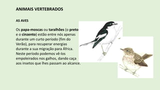 ANIMAIS VERTEBRADOS
AS AVES
Os papa-moscas ou taralhões (o preto
e o cinzento) estão entre nós apenas
durante um curto período (fim do
Verão), para recuperar energias
durante a sua migração para África.
Neste período podemos vê-los
empoleirados nos galhos, dando caça
aos insetos que lhes passam ao alcance.
 