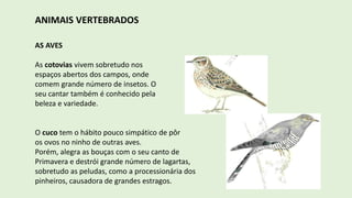 ANIMAIS VERTEBRADOS
AS AVES
As cotovias vivem sobretudo nos
espaços abertos dos campos, onde
comem grande número de insetos. O
seu cantar também é conhecido pela
beleza e variedade.
O cuco tem o hábito pouco simpático de pôr
os ovos no ninho de outras aves.
Porém, alegra as bouças com o seu canto de
Primavera e destrói grande número de lagartas,
sobretudo as peludas, como a processionária dos
pinheiros, causadora de grandes estragos.
 