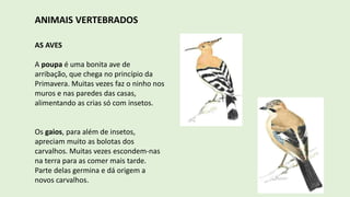 ANIMAIS VERTEBRADOS
AS AVES
A poupa é uma bonita ave de
arribação, que chega no princípio da
Primavera. Muitas vezes faz o ninho nos
muros e nas paredes das casas,
alimentando as crias só com insetos.
Os gaios, para além de insetos,
apreciam muito as bolotas dos
carvalhos. Muitas vezes escondem-nas
na terra para as comer mais tarde.
Parte delas germina e dá origem a
novos carvalhos.
 
