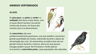 ANIMAIS VERTEBRADOS
AS AVES
Os pica-paus, ou petos (o verde e o
malhado) têm bicos muito fortes, com
os quais abrem buracos nas partes
mortas das árvores, em busca dos
insectos que aí se desenvolvem.
Os estorninhos são aves
predominantemente granívoras, mas que também consomem
grande quantidade de insetos, sobretudo durante a época de
alimentação das crias. Os estorninhos só estão entre nós em
grande número durante o Inverno, altura em que poucos
estragos podem causar. Na Primavera e Verão apenas
se encontra o estorninho-preto, cujas populações são reduzidas.
 
