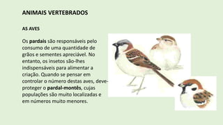 ANIMAIS VERTEBRADOS
AS AVES
Os pardais são responsáveis pelo
consumo de uma quantidade de
grãos e sementes apreciável. No
entanto, os insetos são-lhes
indispensáveis para alimentar a
criação. Quando se pensar em
controlar o número destas aves, deve-se
proteger o pardal-montês, cujas
populações são muito localizadas e
em números muito menores.
 