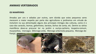 ANIMAIS VERTEBRADOS
OS MAMÍFEROS
Amados por uns e odiados por outros, sem dúvida que estes pequenos seres
merecem o maior respeito por parte dos agricultores e jardineiros em virtude de
incluírem na sua alimentação alguns dos principais inimigos das culturas, como é o
caso dos caracóis, lesmas, gafanhotos, baratas, bichos de conta, etc. Dentre os vários
mamíferos deve-se procurar ter no jardim o ouriço-cacheiro, toupeira-comum,
musaranhos, morcegos (Morcego-anão, Morcego-arborícola-pequeno, Morcego-de-
franja).
 