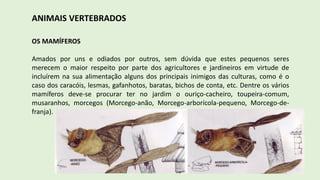 ANIMAIS VERTEBRADOS
OS MAMÍFEROS
Amados por uns e odiados por outros, sem dúvida que estes pequenos seres
merecem o maior respeito por parte dos agricultores e jardineiros em virtude de
incluírem na sua alimentação alguns dos principais inimigos das culturas, como é o
caso dos caracóis, lesmas, gafanhotos, baratas, bichos de conta, etc. Dentre os vários
mamíferos deve-se procurar ter no jardim o ouriço-cacheiro, toupeira-comum,
musaranhos, morcegos (Morcego-anão, Morcego-arborícola-pequeno, Morcego-de-
franja).
 