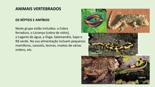 ANIMAIS VERTEBRADOS
OS RÉPTEIS E ANFÍBIOS
Neste grupo estão incluídos: a Cobra
ferradura, o Licranço (cobra de vidro),
o Lagarto de água, a Osga, Salamandra, Sapo e
Rã-verde. Na sua alimentação incluem pequenos
mamíferos, caracóis, lesmas, insetos de várias
ordens, etc.
 